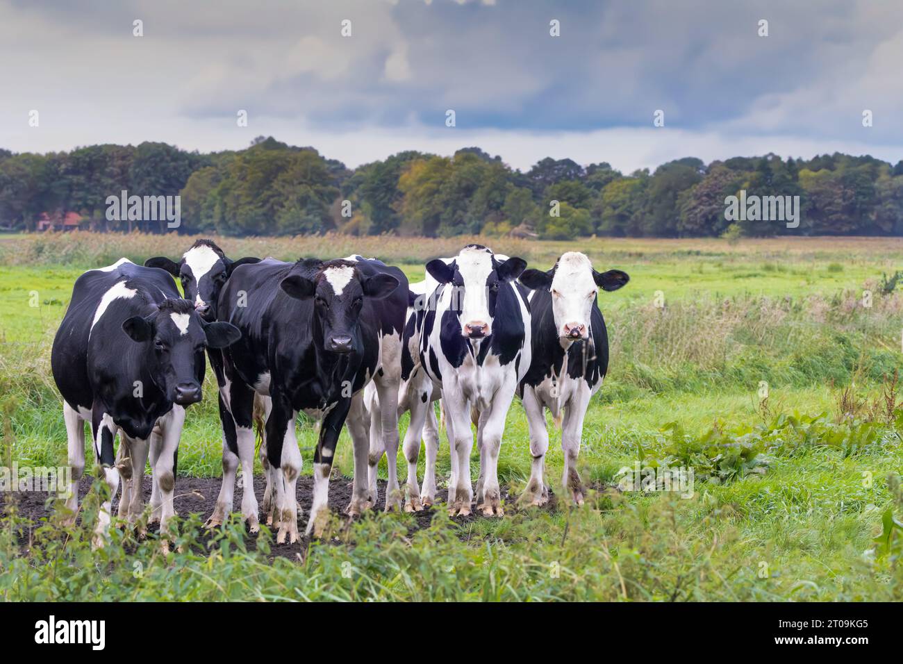 Wunderschöne Naturlandschaft mit jungen niederländischen Milchrindern im Bachtal des Rolder Diep, Drentsche AA Nationalpark in der niederländischen Provinz Stockfoto