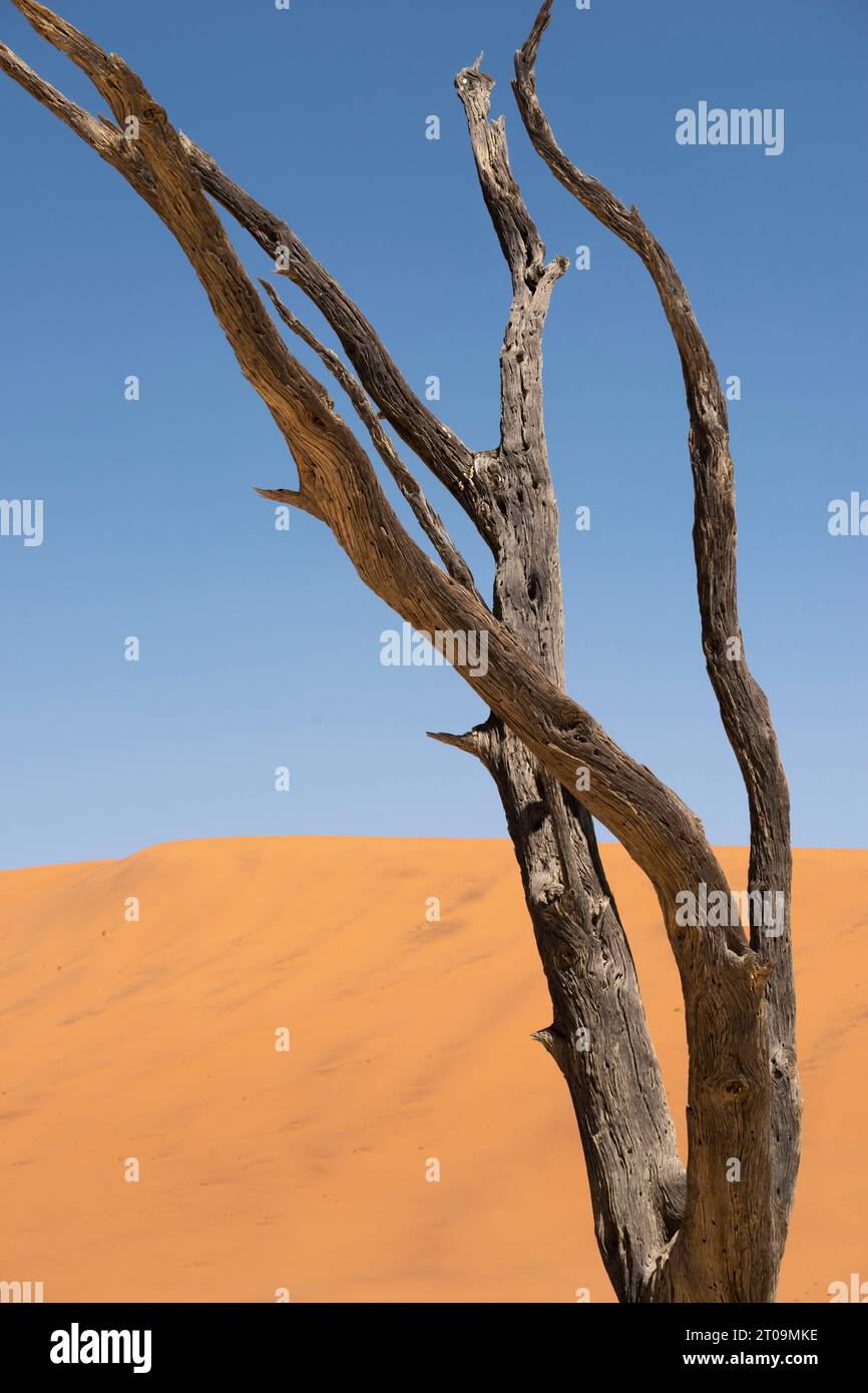 Konzentrieren Sie sich auf tote trockene Äste in Deadvley, Namibia Stockfoto
