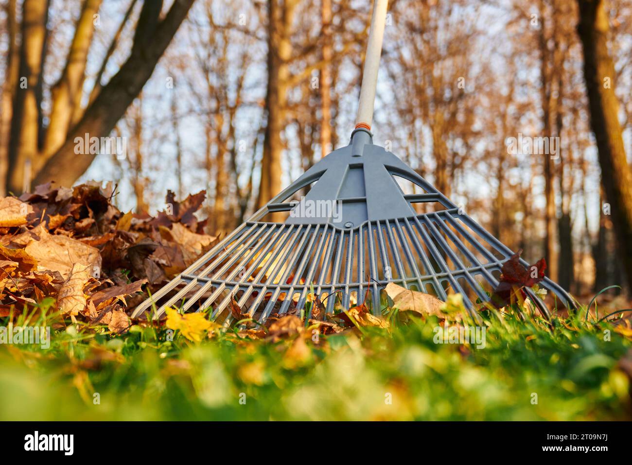 Verstreuen von trockenem Herbstlaub auf Gras an sonnigen Tagen. Nahaufnahme des Blattharkens gegen bunt gefallene Blätter im Stadtpark, mit verschwommenem Himmel und Baumhintergrund. Konzept der Herbstsaison. Stockfoto