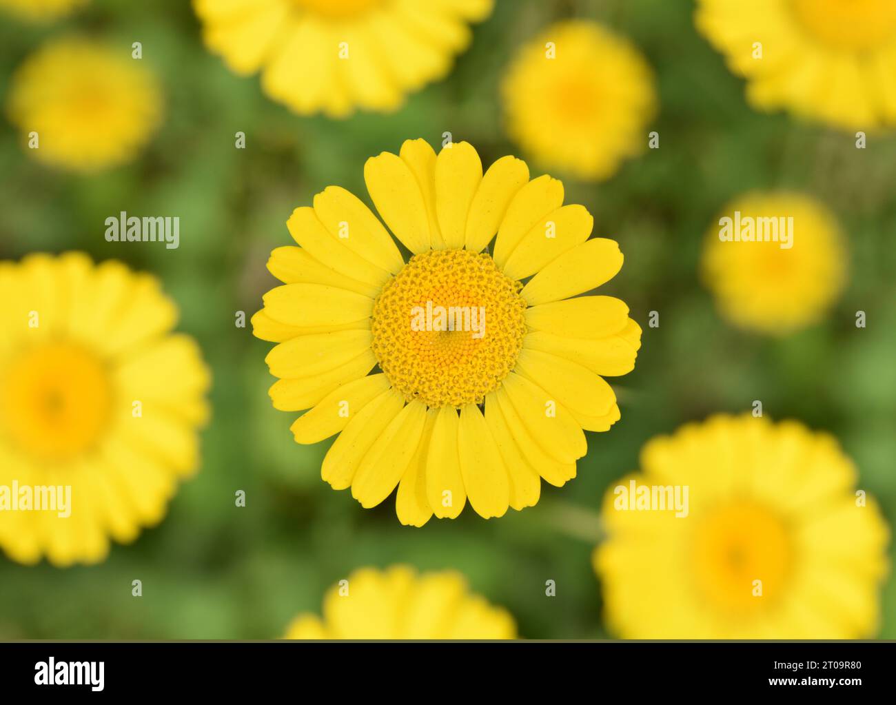 Gelbe Kamille - Anthemis tinctoria Stockfoto
