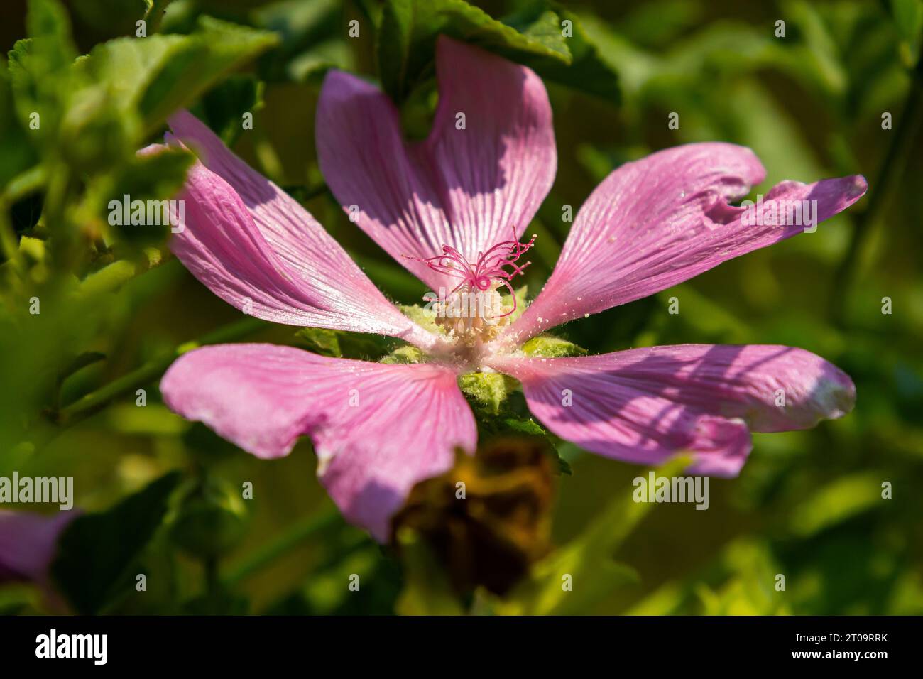 Blume Nahaufnahme von Malva alcea Greater Moschus, geschnitten blättrig, Vervain oder Hollyhock Mallow, auf weichem unscharfen grünen Grashintergrund. Stockfoto