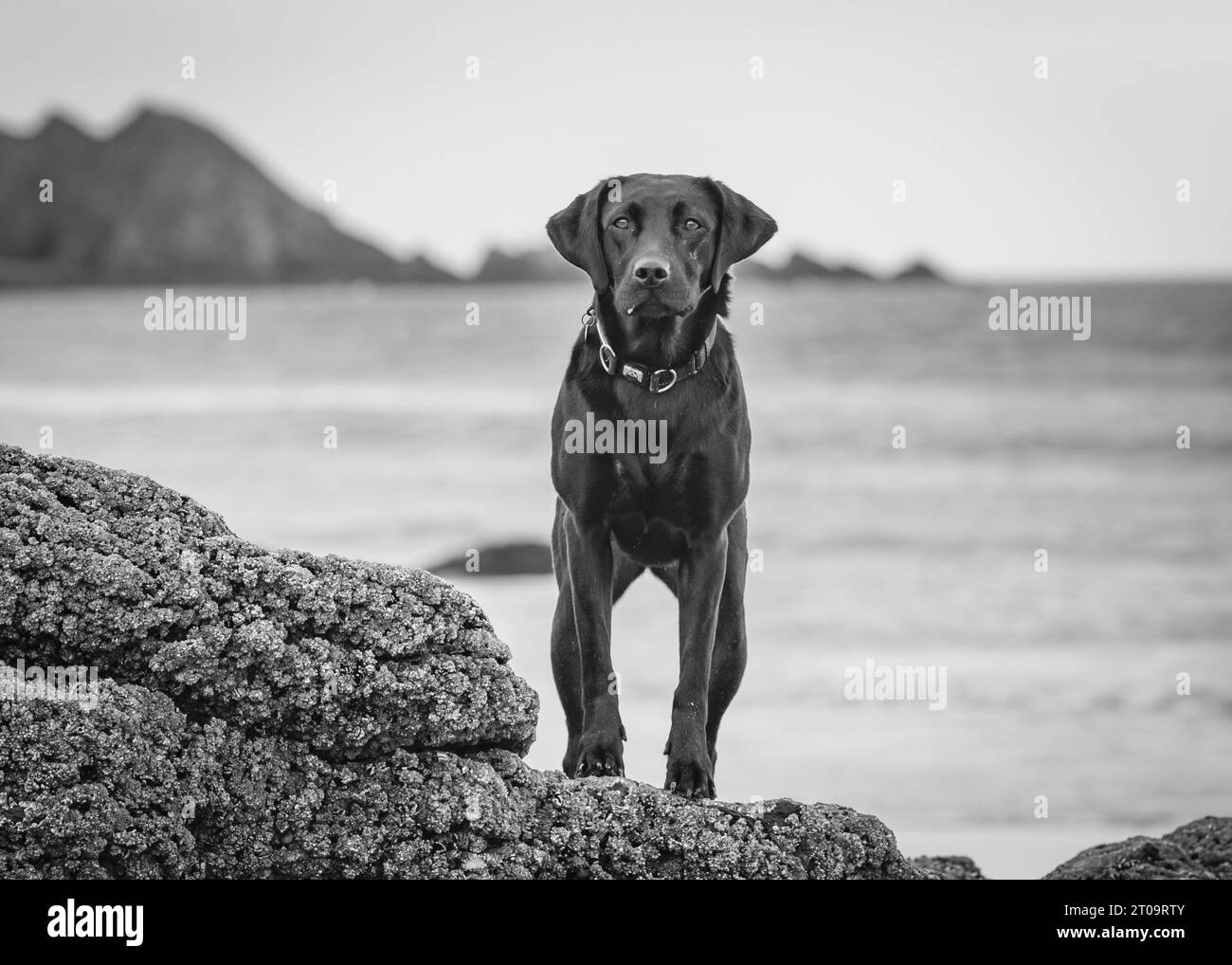 Schwarzer Labrador Retriever Stockfoto
