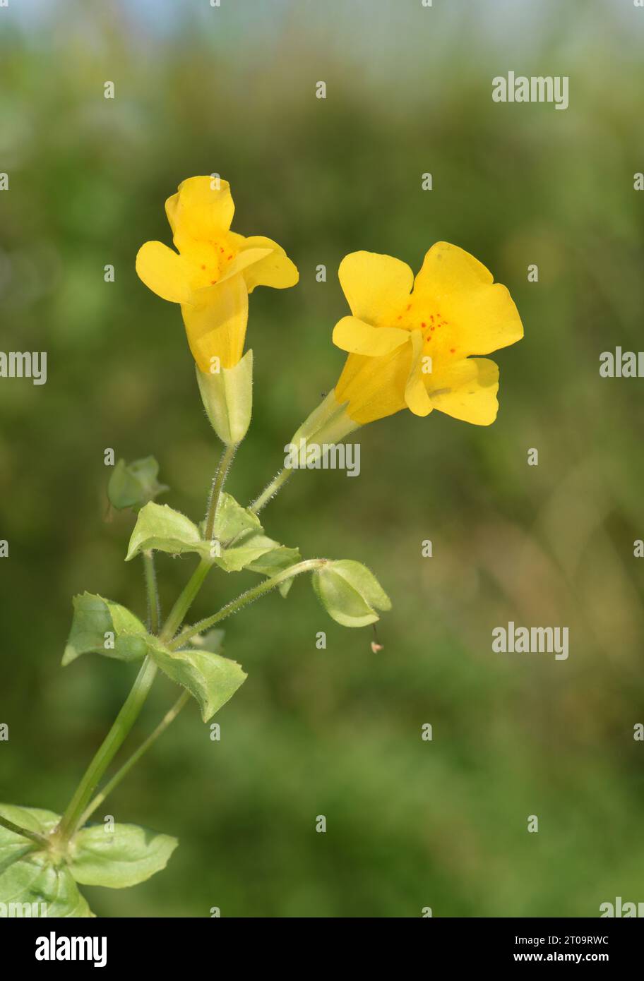 Affenblume - Erythranthe moschata Stockfoto