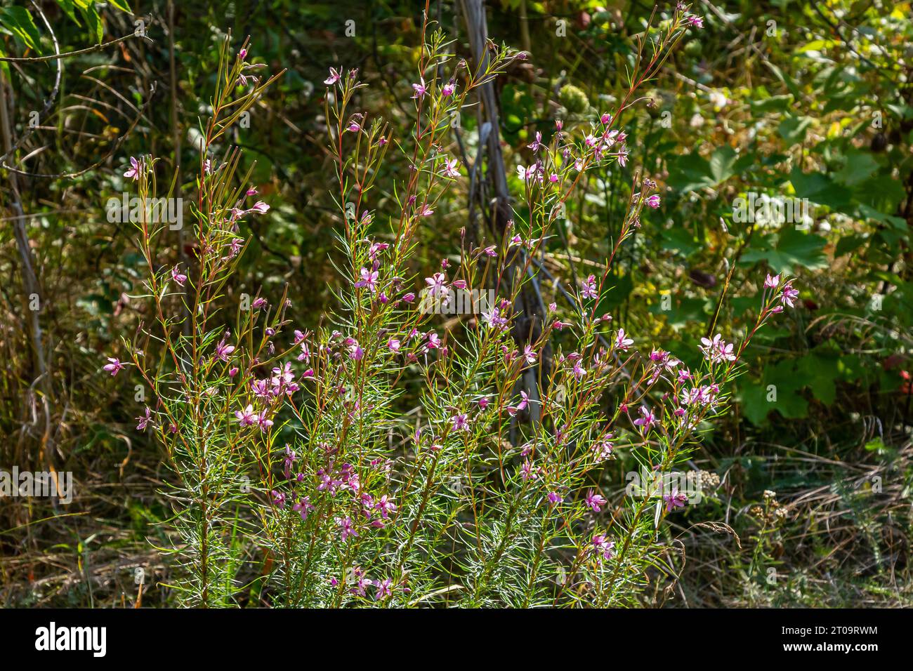 Rosa Blühende Chamerion Dodonaei Alpine Willoworb Pflanze. Stockfoto