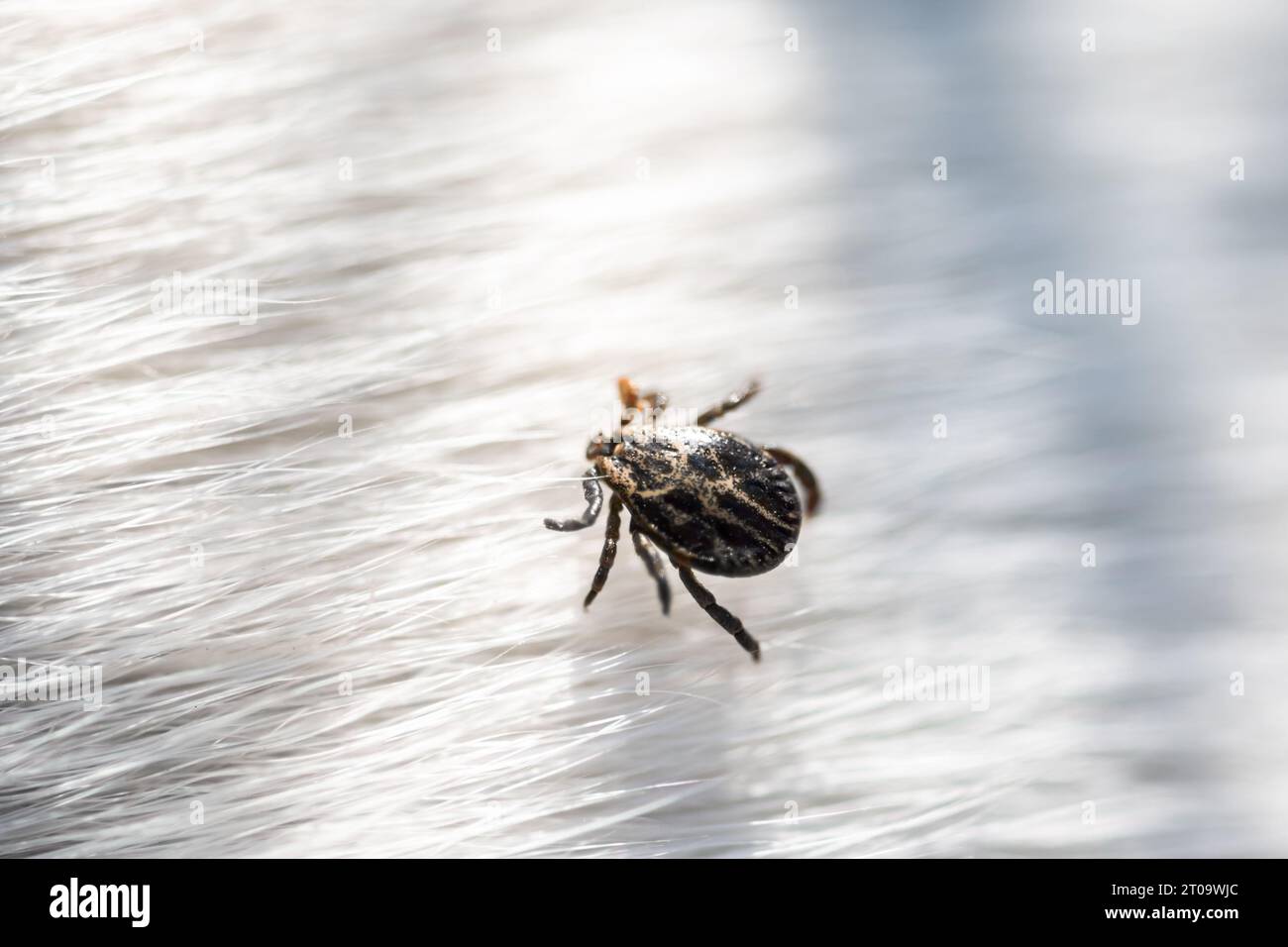 Kleine Zecken-(Milben-)Arachnidenparasiteninsekte auf weißem Hundehaar. Makroaufnahme Stockfoto
