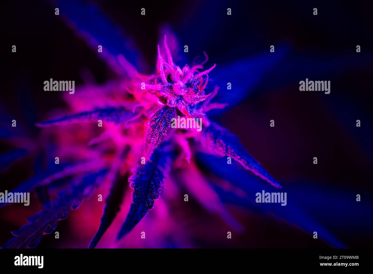 Blühende Cannabisknospe mit violettem Rosa auf schwarzem Hintergrund. Trichome und Haare der Marihuana-Knospenblüte in lila Licht. Medizinisches Cannabisanbaukonzept Stockfoto Blühende Cannabisknospe mit violettem Rosa auf schwarzem Hintergrund. Trichome und Haare der Marihuana-Knospenblüte in lila Licht. Medizinisches Cannabisanbaukonzept Stockfoto