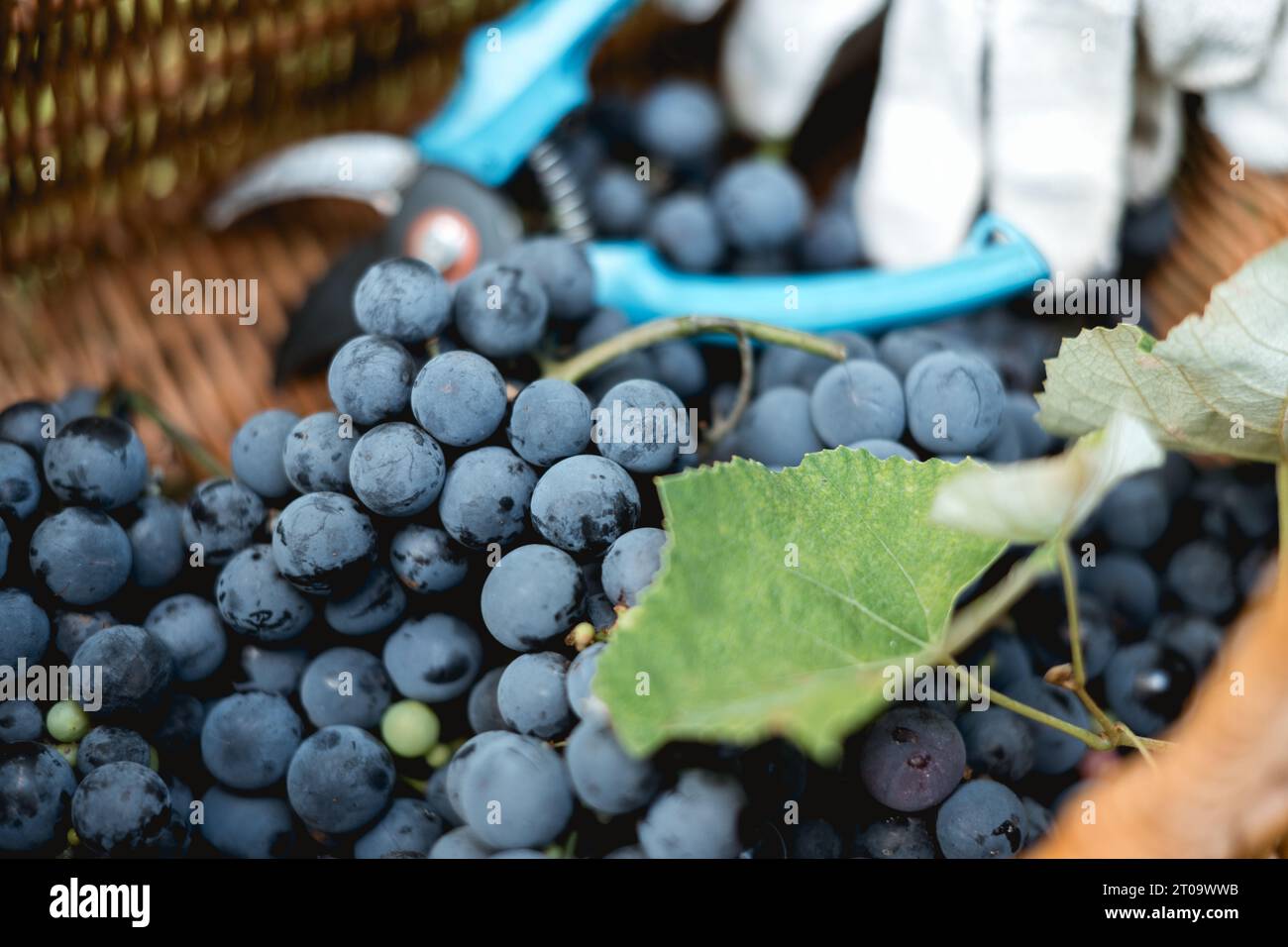 Trauben aus frischen blauen Trauben im Korb auf dem Weinberg Stockfoto