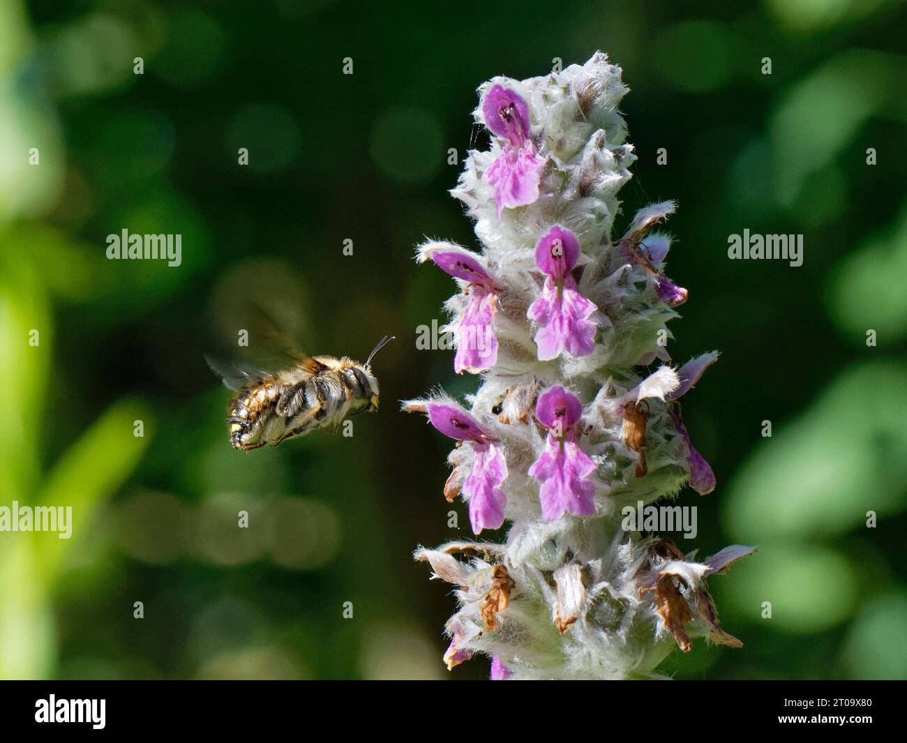 Wollkraut-Biene (Anthidium manicatum), die in der Nähe eines Lammohrs (Stachys byzantina) schwebt, während sie ihr Territorium in einem Gartenbeet, Vereinigtes Königreich, patrouilliert. Stockfoto