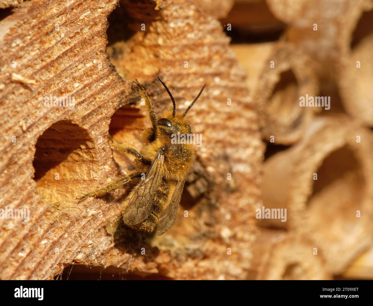 Die Holzschnitzerbiene Blattschneiderbiene (Megachile ligniseca) ist im Juni in einem Insektenhotel, Wiltshire Garden, Großbritannien, aus ihrem Pupalenkasten hervorgegangen. Stockfoto