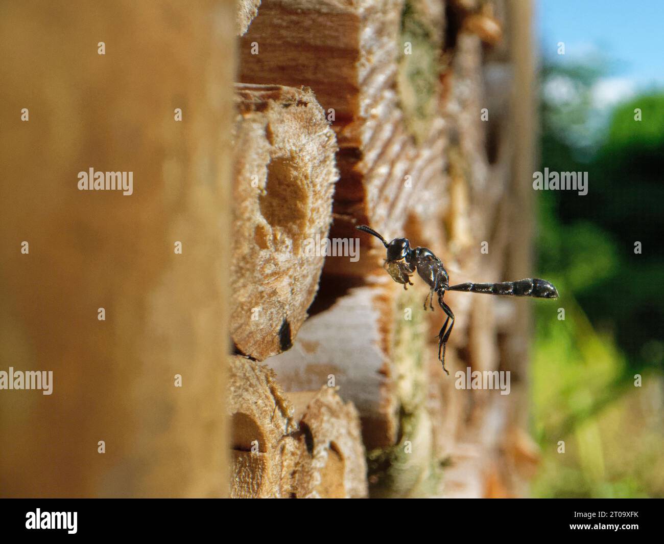 Clubgehörnte Holzbohrer-Wespe (Trypoxylon clavicerum) fliegt ein, um ihr Nest in einem Insektenhotel mit einer gelähmten Spinne zu besetzen, Wiltshire, Großbritannien, Juli. Stockfoto