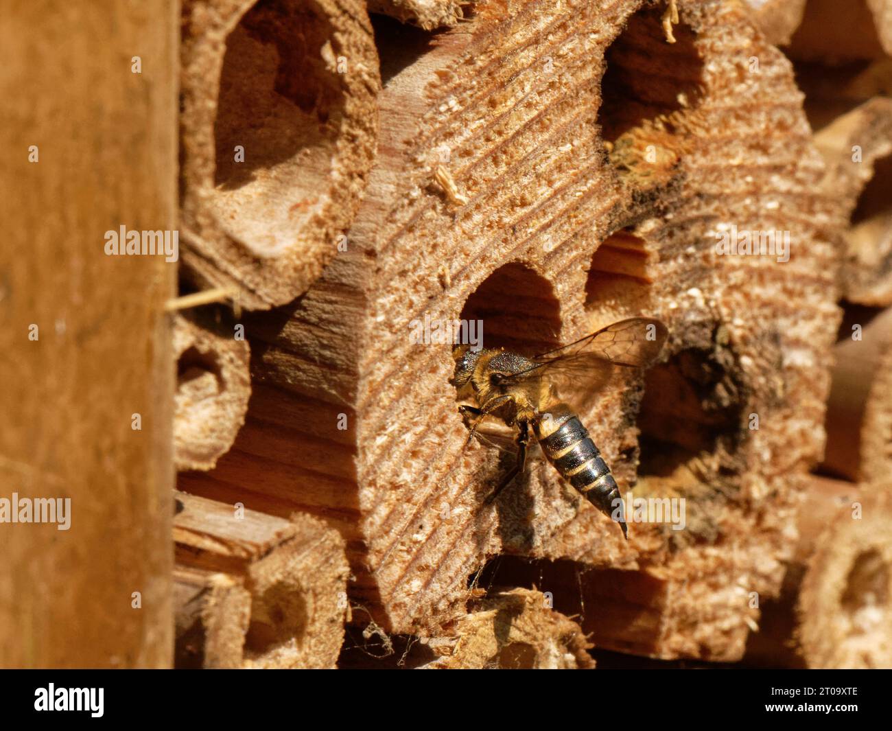 Glänzend belüftete scharfe Schwanzbiene / Kuckuckbiene (Coelioxys inermis) Besuch eines Insektenhotels, in einem Wirt-Leafcutter-Bienennest, um es zu parasitieren, Großbritannien. Stockfoto