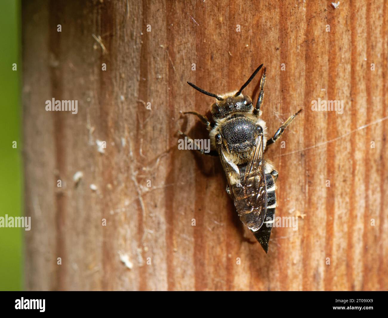 Glänzend belüftete scharfe Schwanzbiene / Kuckuckbiene (Coelioxys inermis), die auf einem Insektenhotel in der Nähe von Leafcutter Bienennestern, die diese Biene parasitiert, liegt, Großbritannien. Stockfoto