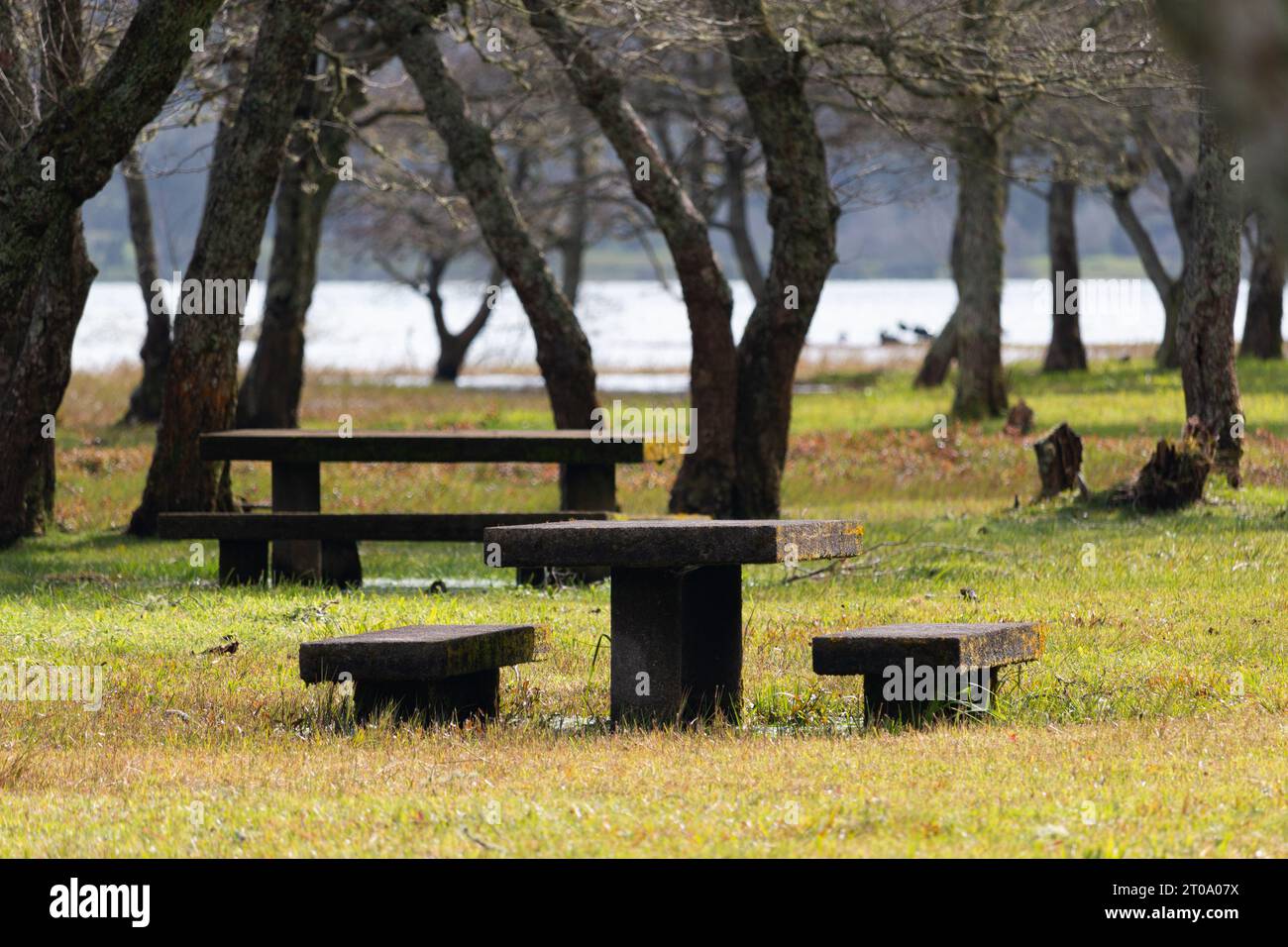 Holzpicknicktische am Seeufer mit Gras und Bäumen auf den Azoren, Portugal Stockfoto