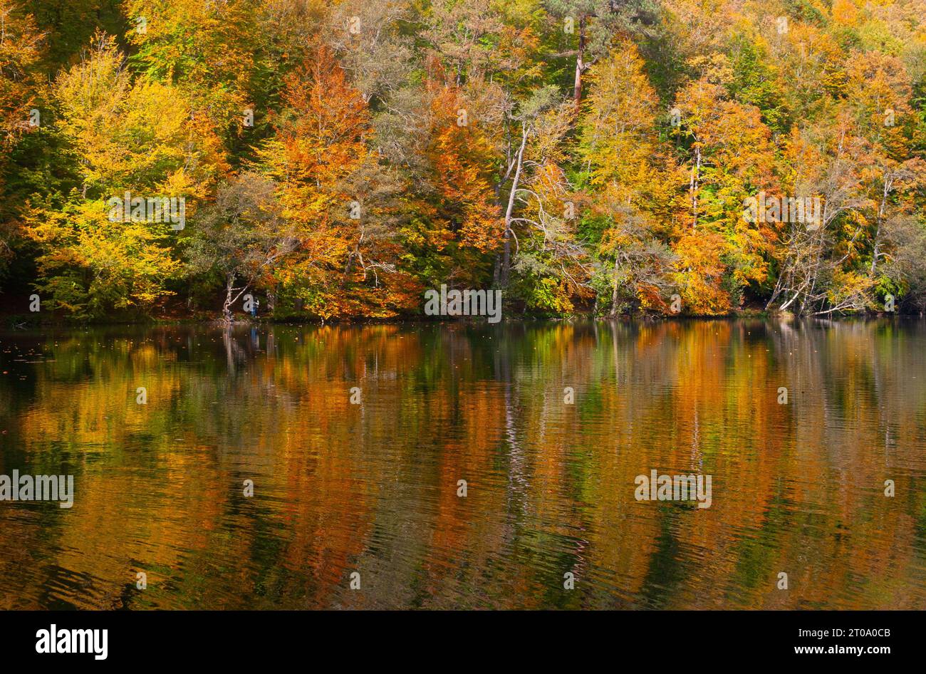 Yedigoller, Bolu, Türkei - 23. Oktober 2022: Herbstbesinnung auf dem ruhigen See, Ruhe am See im Herzen des Herbstes Stockfoto