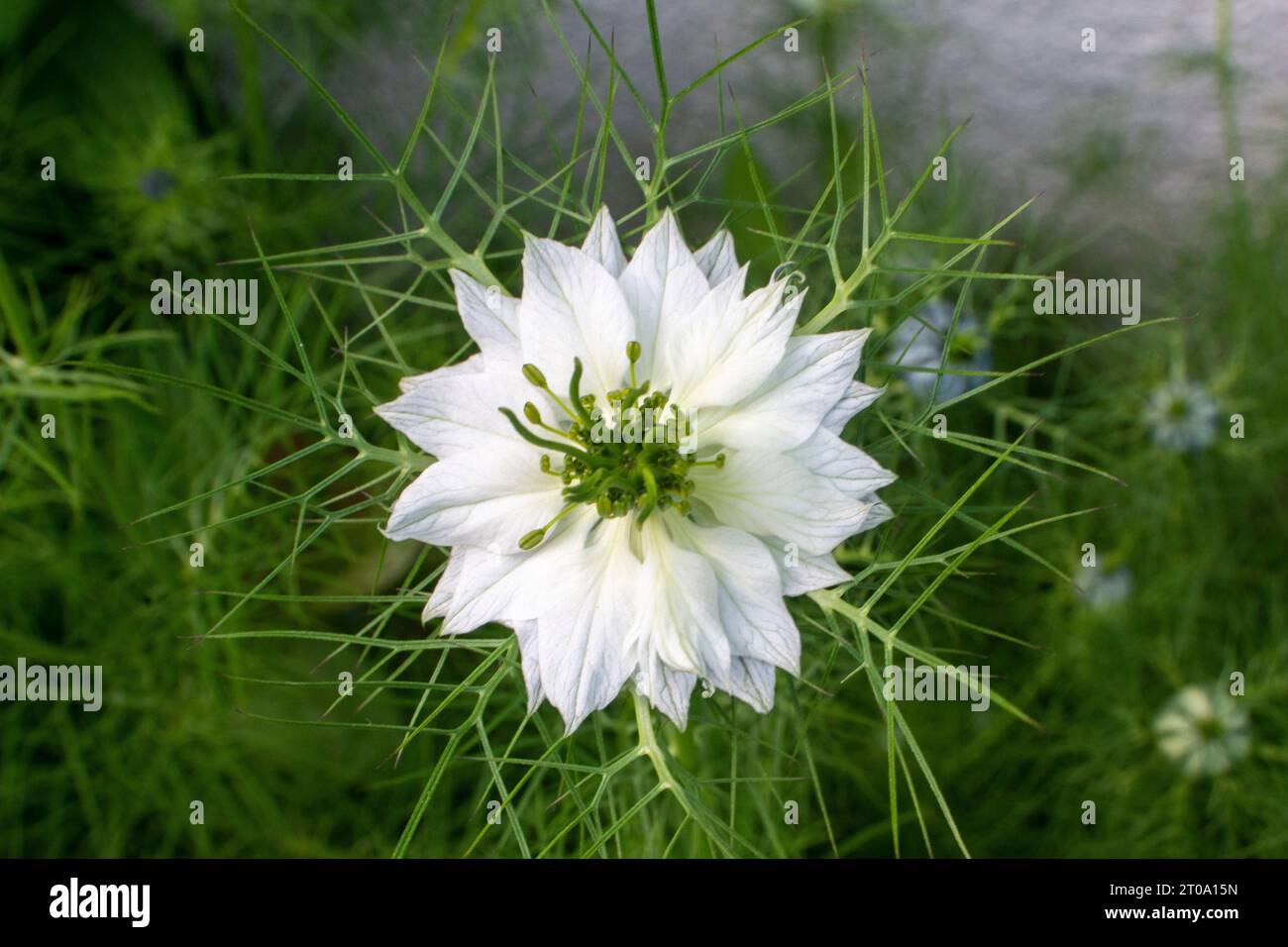 Flores de Jardín Stockfoto