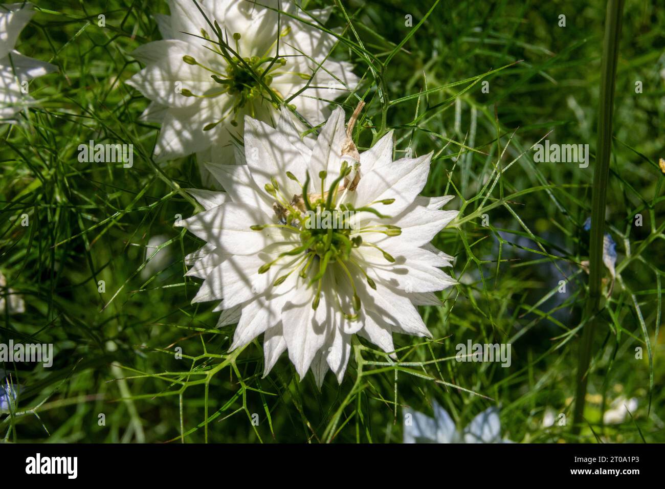 Flores de Jardín Stockfoto