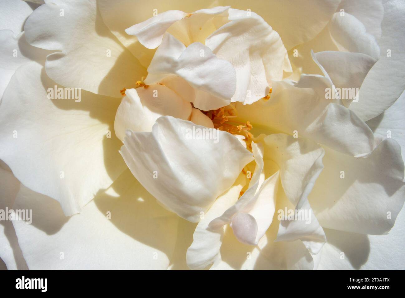 Flores de Jardín Stockfoto