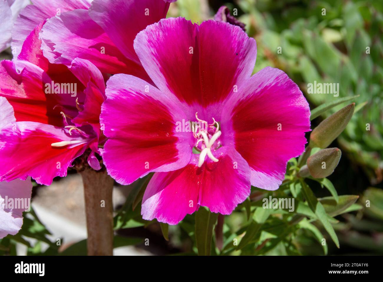 Flores de Jardín, Petunien Stockfoto