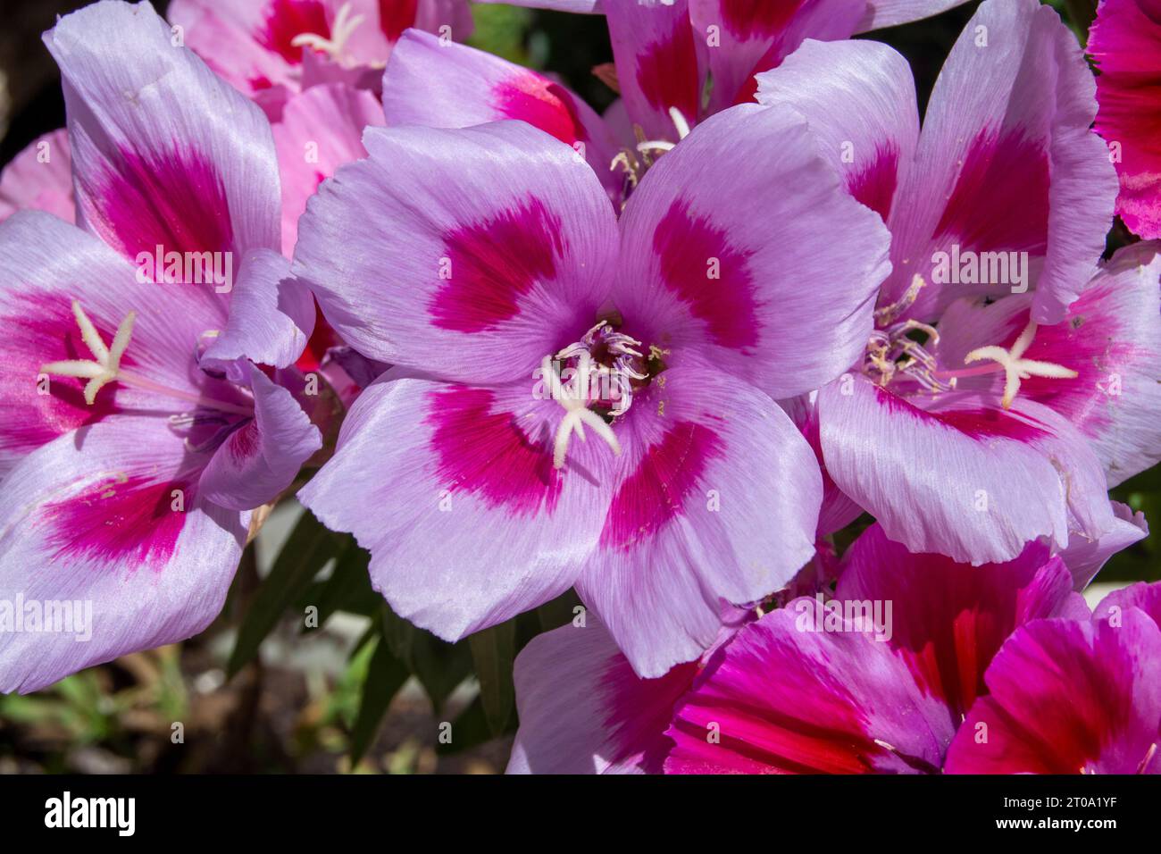 Flores de Jardín, Flor de Geranio rosa Stockfoto