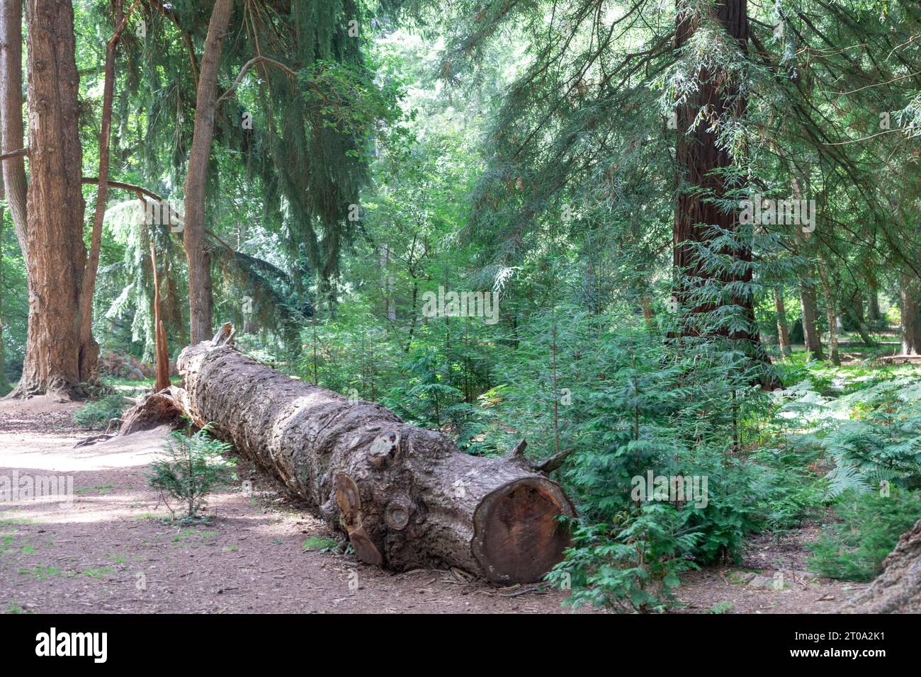 Tall Trees Trail im New Forest National Park und große gefallene Baumstämme, Brockenhurst, Hampshire, England, Großbritannien Stockfoto