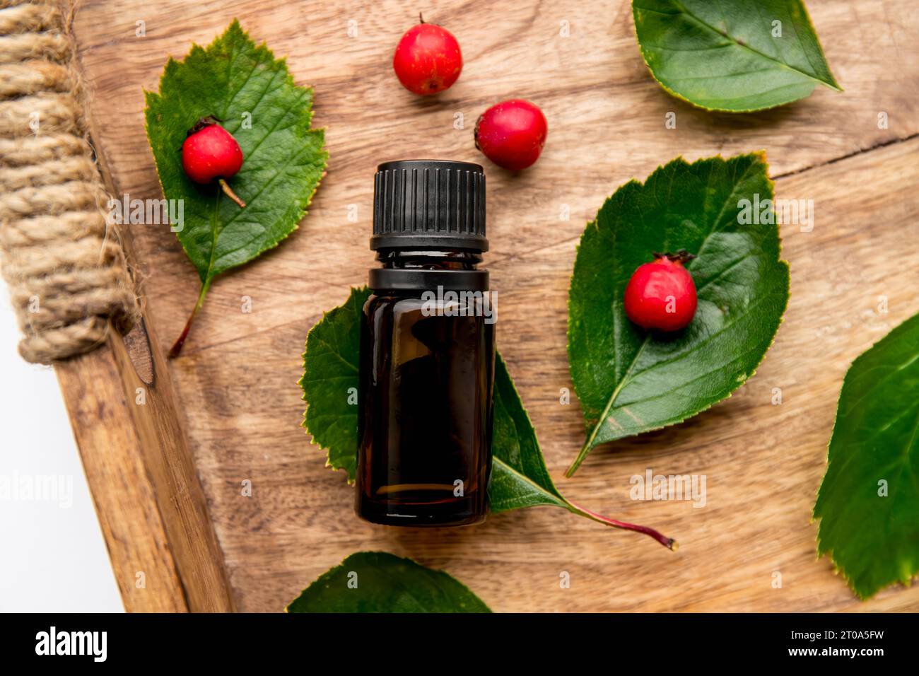 Crataegus curvisepala, Crataegus monogyna, Crataegus rhipidophylla, bekannt als gewöhnlicher Weißdorn oder einsaatende Weißdornbeeren Kräutertinktur für Medi Stockfoto