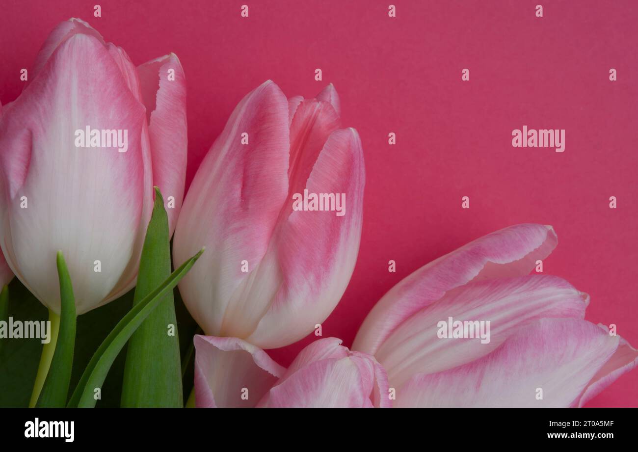Weiße rosa Tulpen auf fuchsiafarbenem Hintergrund. Hochwertige Fotos Stockfoto