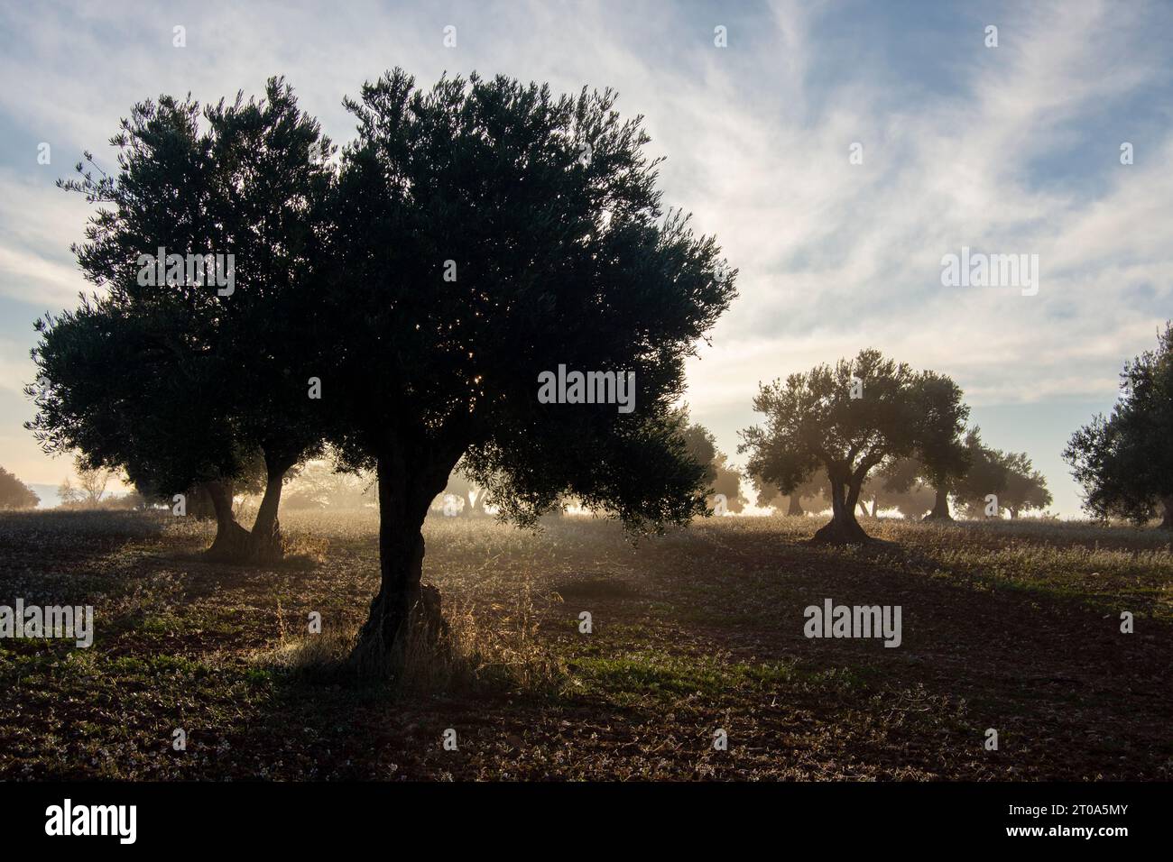 Amanecer con niebla en el Olivar Stockfoto