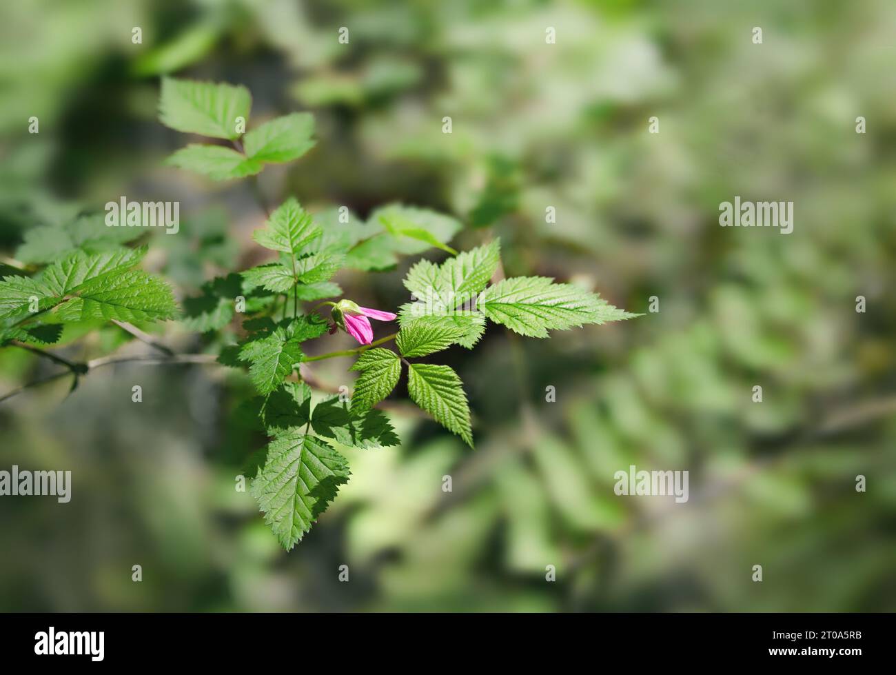 Rosa Salmonbeerblüte auf Zweig im Wald. Bekannt als Rubus spectabilis. Ein wilder Beerenstrauch mit essbaren Beeren, der im Küstenwald am wächst Stockfoto