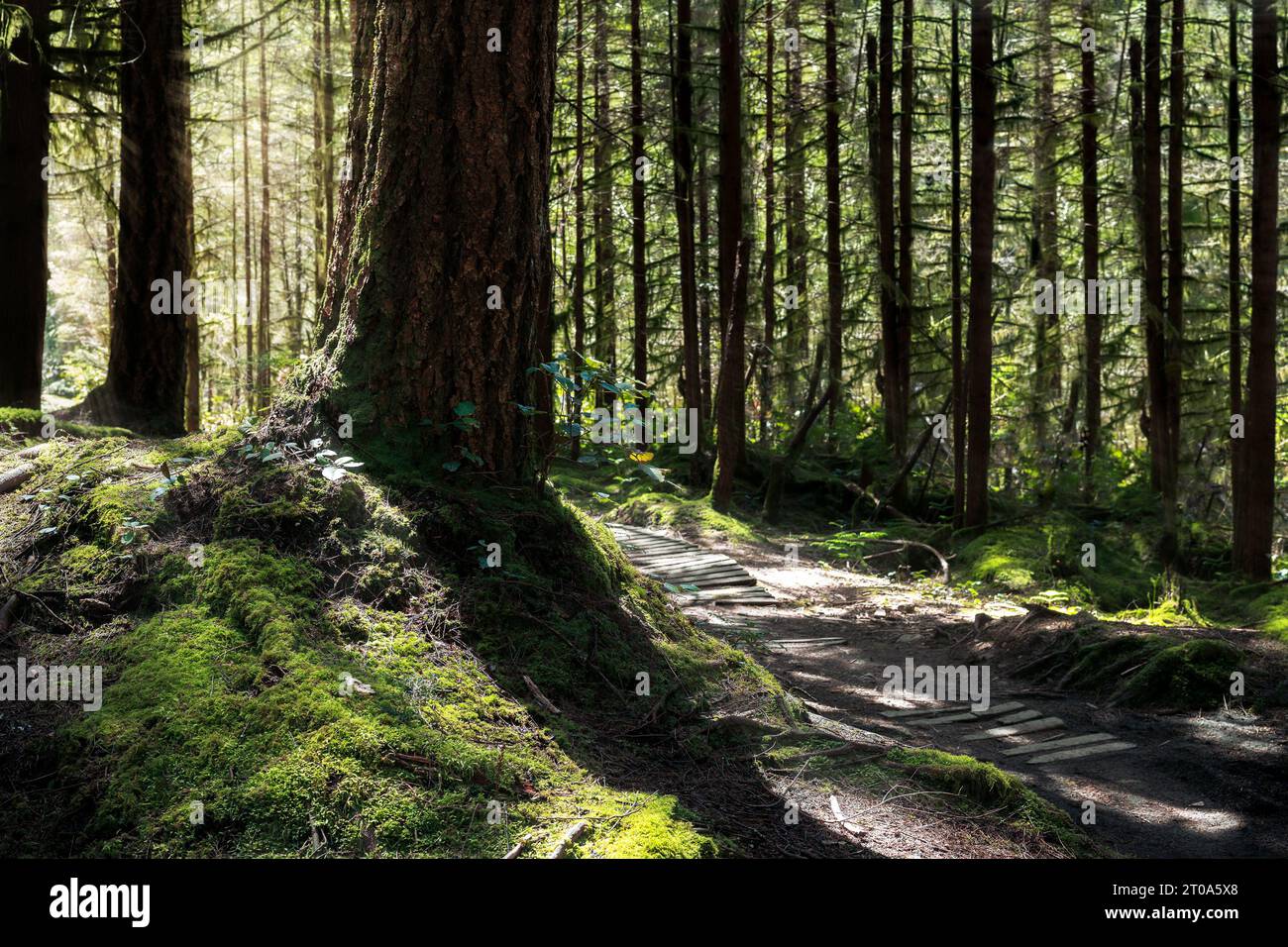 Waldwanderweg an einem sonnigen Tag in North Vancouver, BC, Kanada. Hintergrundbeleuchtete Waldlandschaft mit Sonnenstrahlen. Regenwaldlandschaft mit hellgrünem, hohem tr Stockfoto