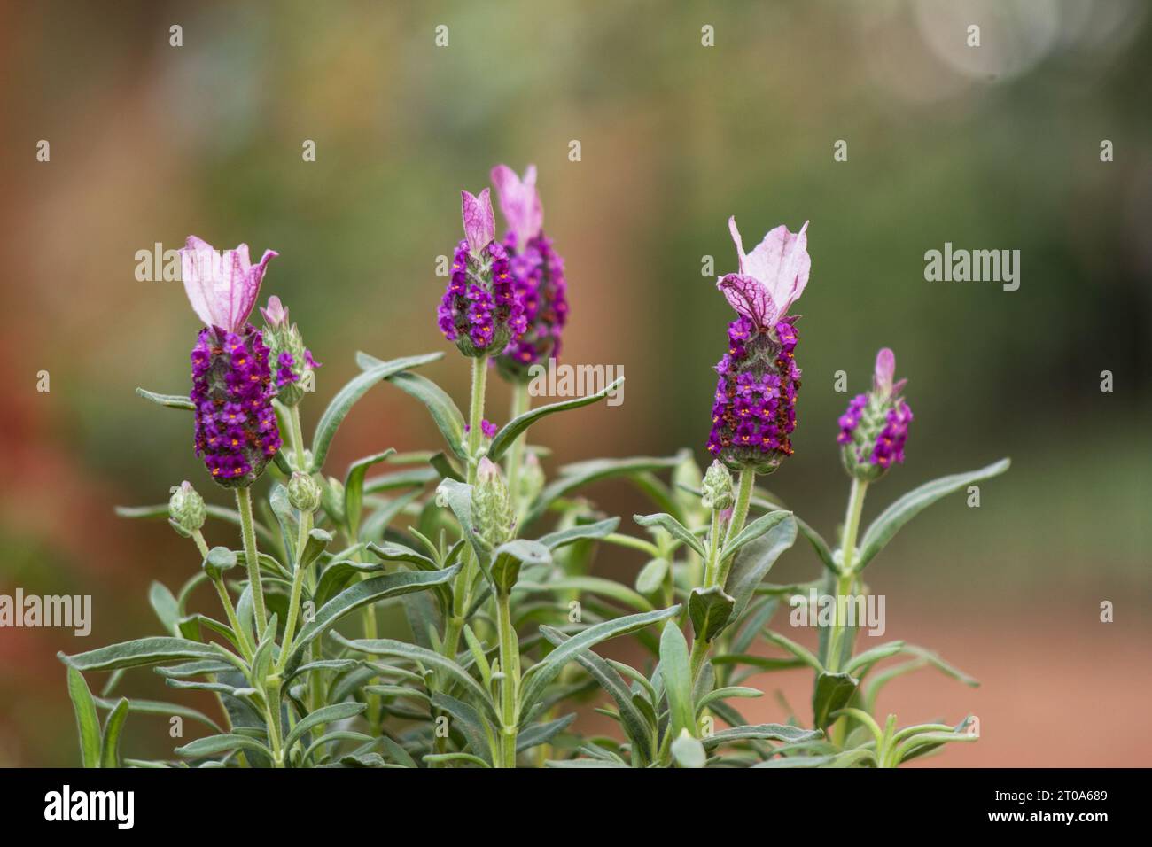 Lavendelpflanze, Blume (Lavandula Stoechas) im Garten Stockfoto