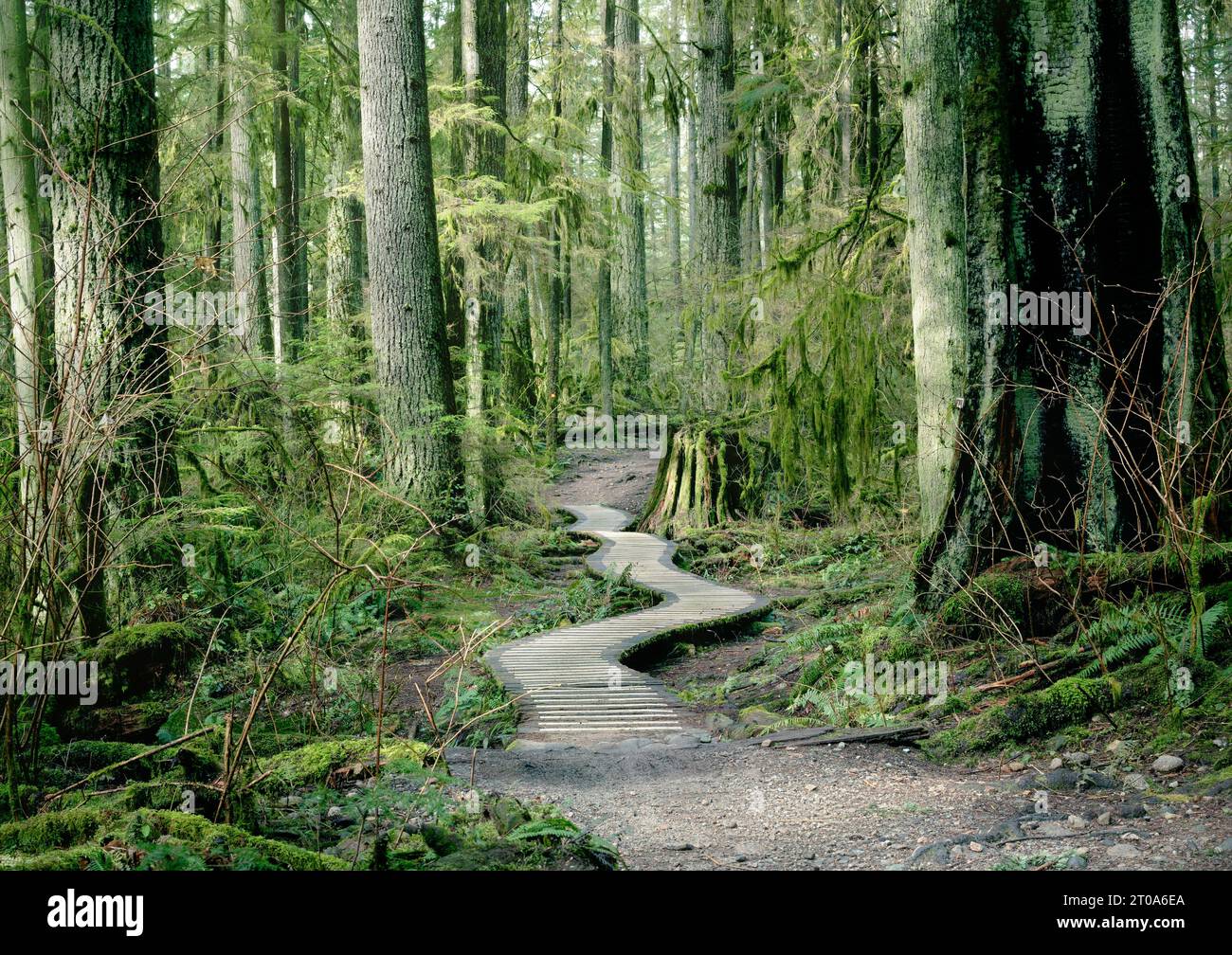 Holzwanderweg im Wald von North Vancouver, BC, Kanada. Der Boardwalk-Weg ist von vielen hohen Bäumen wie Douglasie und Hemlock eingerahmt Stockfoto