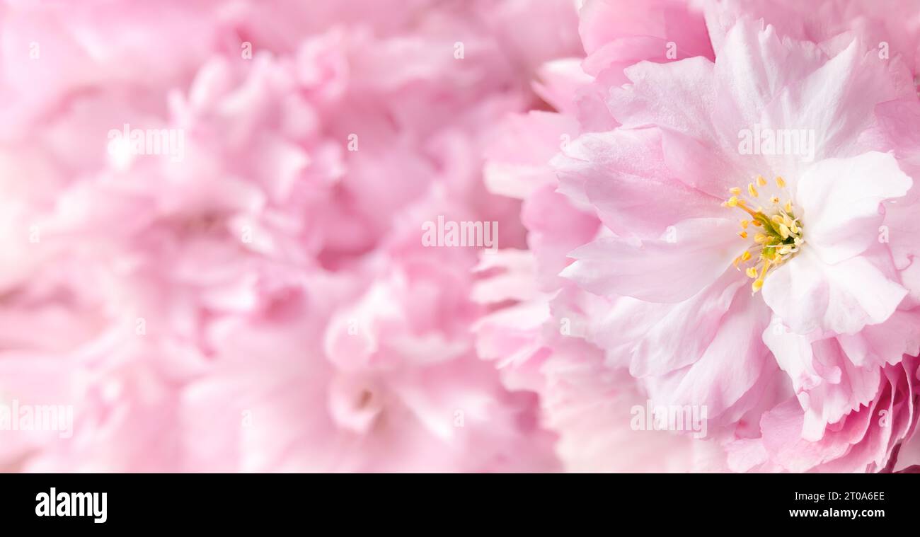 Kirschblüten liegen flach. Hintergrundstruktur für Einladungskarten wie Hochzeiten, Partys oder Sakura-Frühlingsdekoration. Rosa Blumen von Kwanzan che Stockfoto