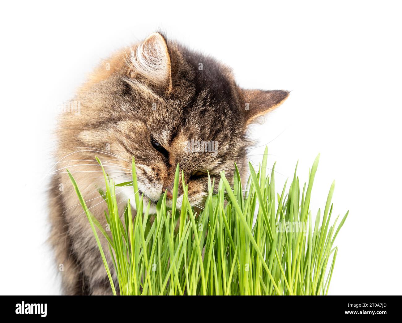 Flauschige Katze schnüffelt an Katzengras. Die 16-jährige Tabbykatze sitzt hinter dem Katzengras, während sie das frische grüne Gras riecht oder untersucht. Stockfoto