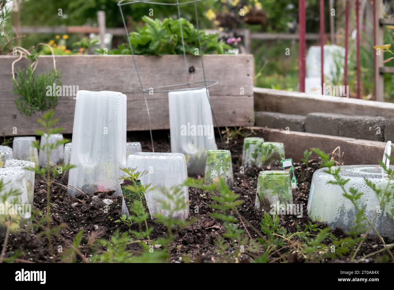 Gemüsepflanzen, die mit Cloche bedeckt sind, um vor Frost, kalten Temperaturen und Regen zu schützen. Viele unterschiedlich große Kunststoffbehälter über jungen Plänen platziert Stockfoto