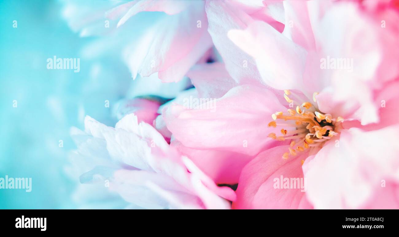 Abstrakter Blumenhintergrund. Weiche und unscharfe Blumenpedale. Nahaufnahme von Kirschblüten mit geteilten Farben. Party, Hochzeitseinladung oder Flora Stockfoto