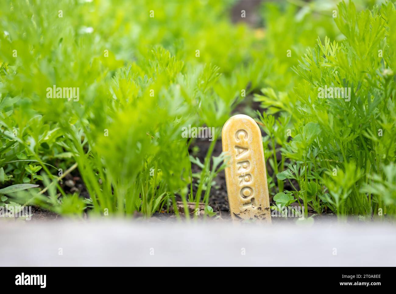 Karottenreihen mit Gartennamen, Nahaufnahme. Abstrakte und unfokussierte junge grüne Karottenkeimlinge in Reihen müssen ausgedünnt werden. Erhöhtes Gartenbett. Stockfoto