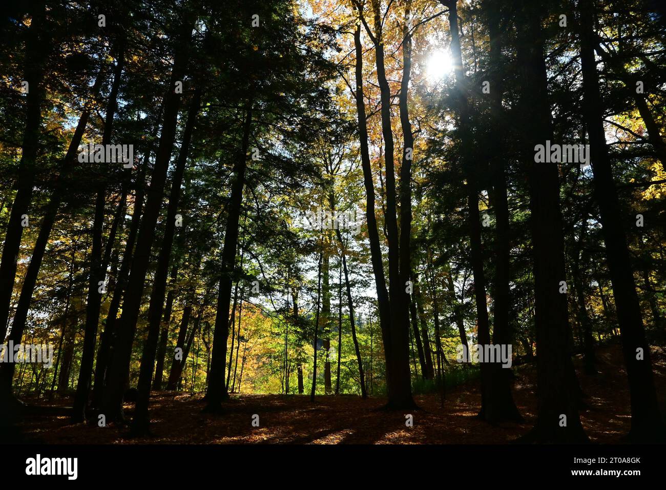 Rouge National Urban Park, Scarborough, Kanada - Herbst 2022 Stockfoto