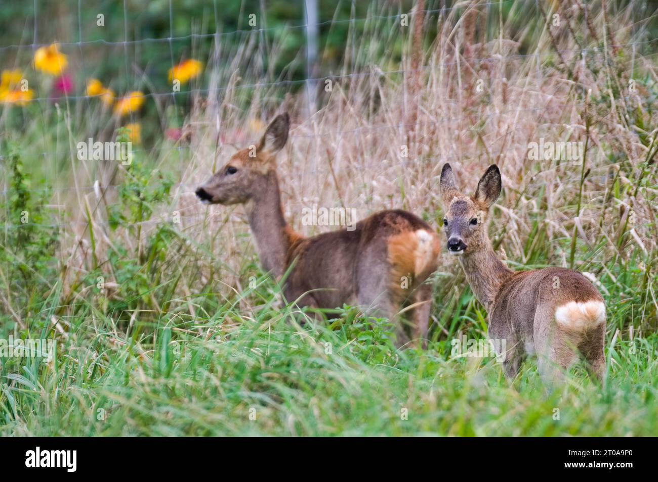 Zwei europäische Rehe haben gerade einen Fotografen auf einem Feld gesehen. Frühherbst, sonniger Tag. Tschechische republik Natur. Stockfoto