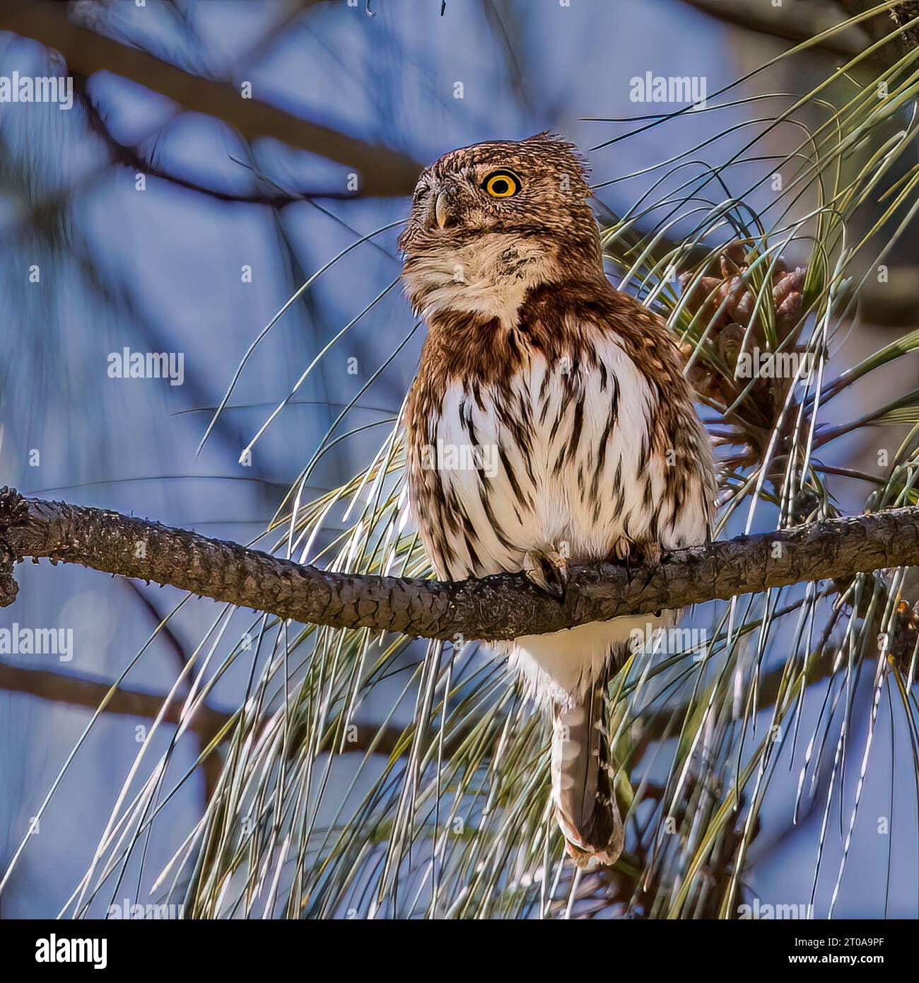 Zwergkauz in Oaxaca, Mexiko. Stockfoto
