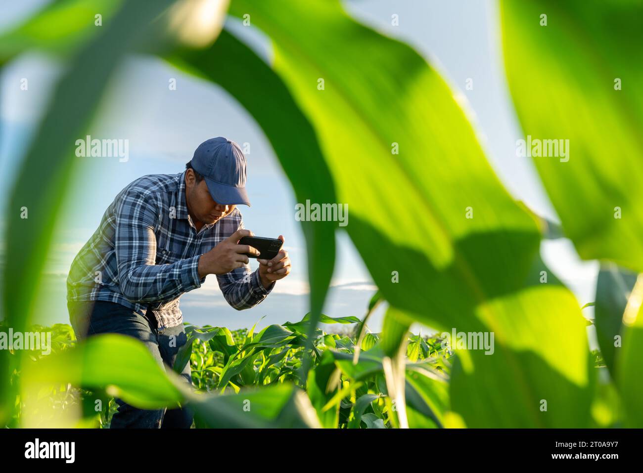 Landwirt, der das Mobiltelefon benutzt, um die neue Maiswachstumsmethode zu testen und auszuwählen. Stockfoto