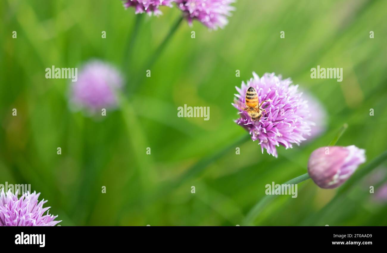 Malerische rosa Schnittlauchblüten mit Biene. Blick von oben auf künstlerische weiche Schnittlauchstämme und defokussierte Schnittlauchblüten in verschiedenen Blütestadien. Bekannt A Stockfoto