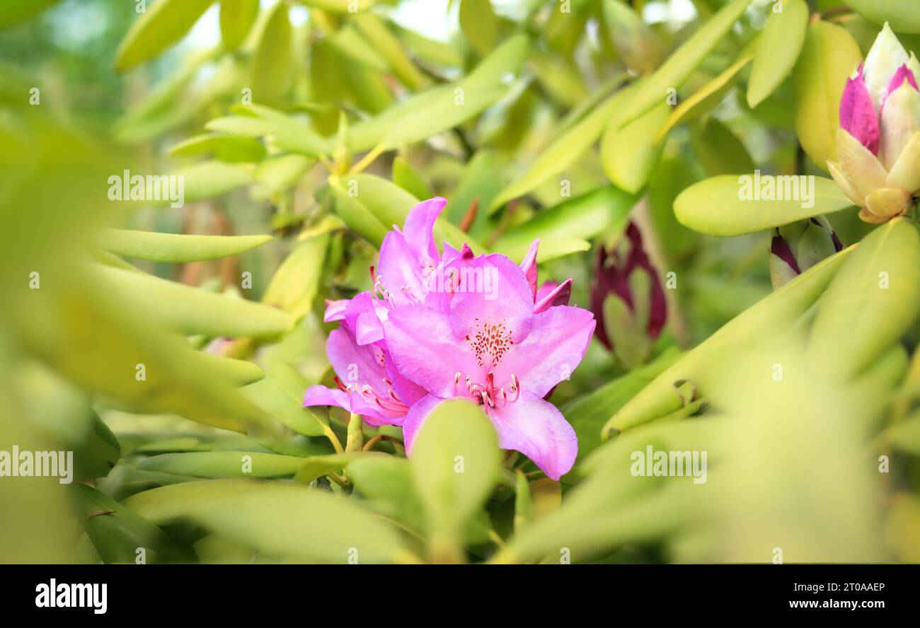 Große rosa Blüten in der Mitte von unscharfen Blättern. Weicher Federhintergrund. Rhododendron oder Azaleen oder immergrüner Busch. Glockenförmige rosa oder violette Blüte Stockfoto