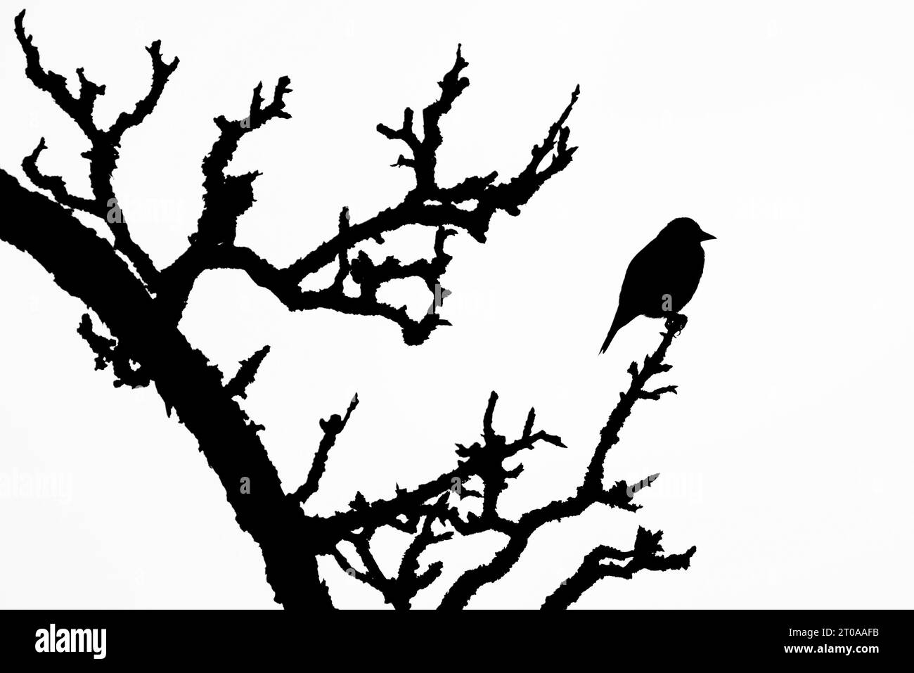 Sehr fette Vogel sitzt auf der Baumspitze. Schwarz-weiße Silhouettenabbildung. Stockfoto