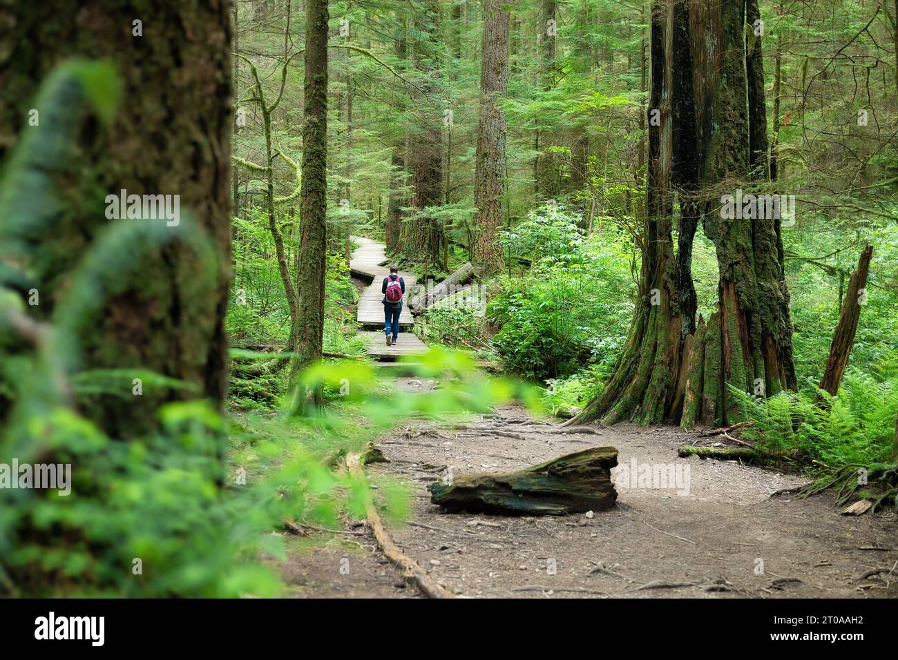 Rückseite des Wanderers im Wald. Wunderschöne Regenwaldlandschaft im Sommer mit hohen Bäumen. Eine Frau läuft auf einem Holzsteg. Stockfoto