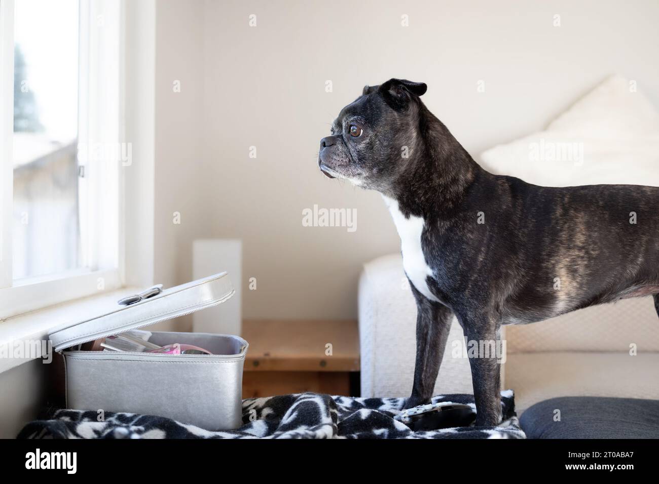 Senior Hund, der aus dem Fenster blickt, während er auf einem Stuhl auf den Besitzer wartet. Traurig oder ängstlich. Seitenprofil des 9-jährigen boston Terrier Mops mi Stockfoto