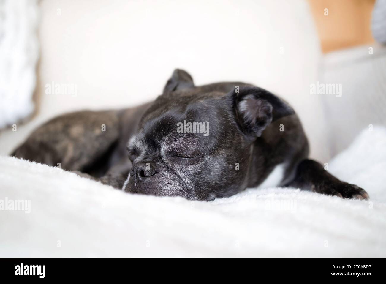 Kleiner schwarzer Hund, der auf dem Sofa schläft. Vorderansicht eines niedlichen Kurzhaarhundes, der auf einer flauschigen Decke liegt. Seniorenhund mit grauem Maul. 9 Jahre alte bost Stockfoto