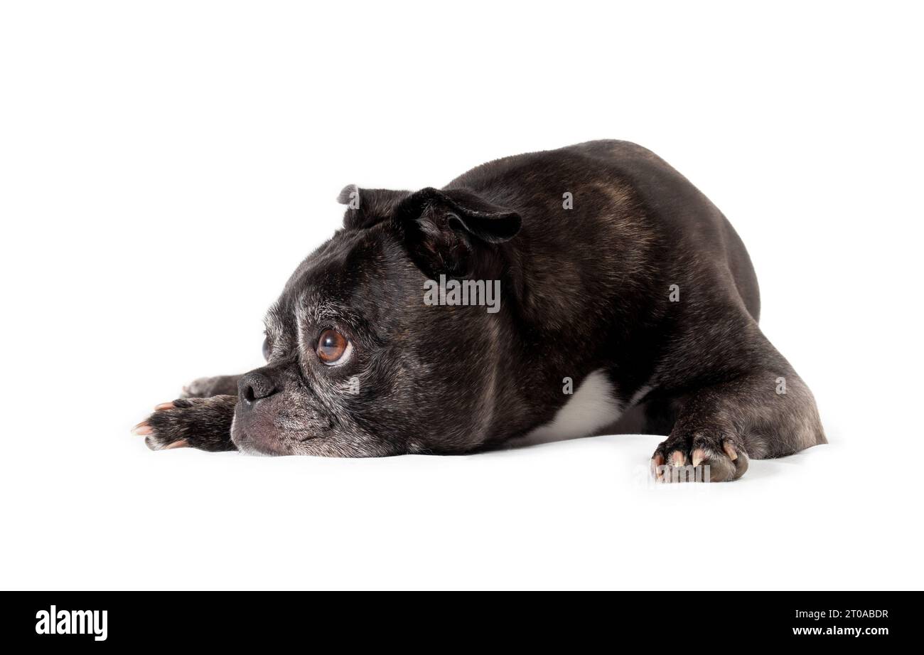 Trauriger, seitlich liegender Hund. Seitenprofil eines auf dem Boden liegenden Seniorenhundes mit Kopf zwischen den Pfoten und auf dem Boden. 9 Jahre alter schwarzer boston Terrier Stockfoto