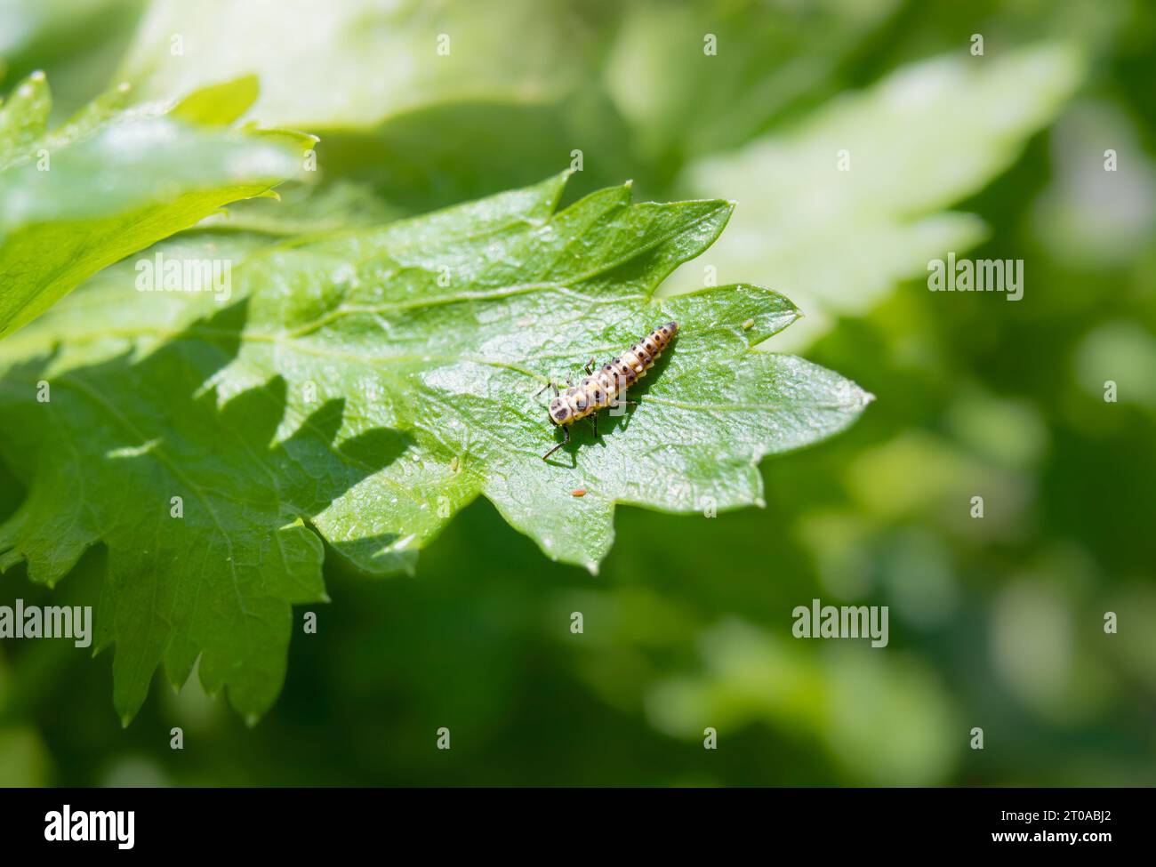 Marienkäfer-Larven auf Sellerieblättern. Junge Marienkäfer-Nymphe, die auf Pflanzenblatt ruht. Nützliches Insekt für Blattläuse befallene Pflanzen. Marienkäfer ernähren sich von Blattläusen, Milben Stockfoto