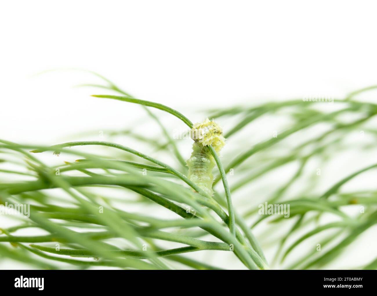 Kohllooper-Larven am Fenchel. Hellgrüne Larven nur wenige Tage nach dem Schlüpfen. Kleiner grüner Inchwurm, der an Kreuzblütlern wie Kohl gefunden wird, Stockfoto