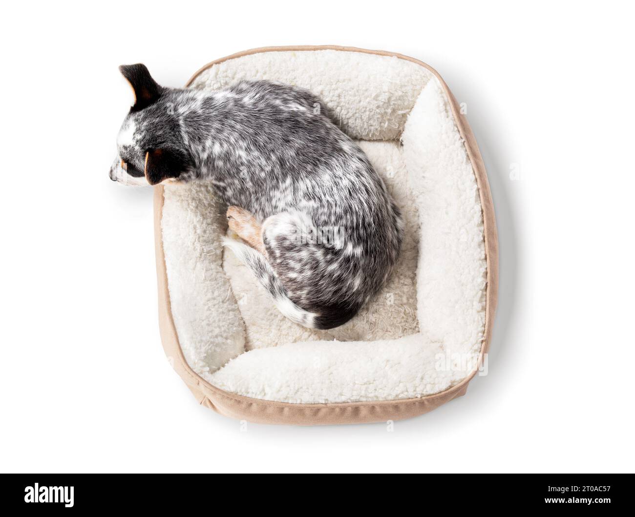 Blick von oben auf den Welpen, der im Hundebett schläft. Erschöpfter, süßer Welpe mit Kopf, der aus dem Hundebett hängt. Seitenprofil des 9 Wochen alten blauen heeler Welpen o Stockfoto